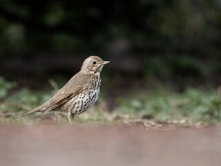 Song thrush, Turdus philomelos