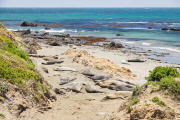 Elephant seals laying on a sand beach