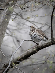 Song thrush, Turdus philomelos