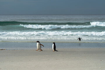 Gentoo penguins in Falkland Islands along the beach with ocean backdrop 