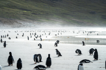 Gentoo Penguins in the Falkland Islands with ocean background
