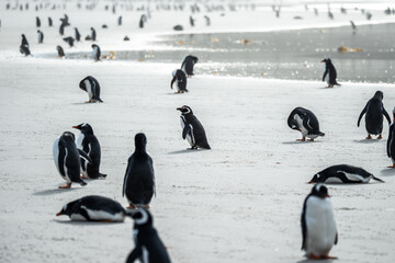 Gentoo penguins in Falkland Islands along the beach with ocean backdrop 