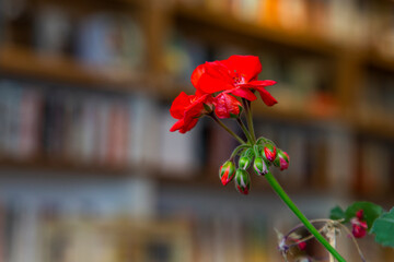 Red geranium flower on the background of bookshelves in the library