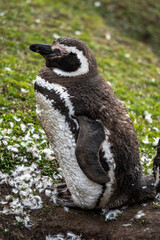 Penguins in the Falkland Islands