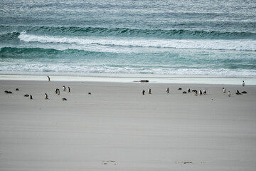 Gentoo penguins in Falkland Islands along the beach with ocean backdrop 