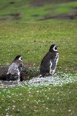 Magellanic penguins in the Falkland Islands