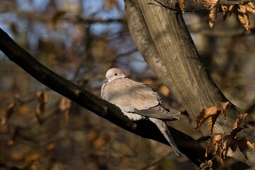 turtledove