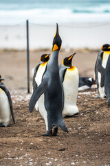 Fototapeta premium King penguin with baby chick