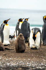 King penguin with baby chick