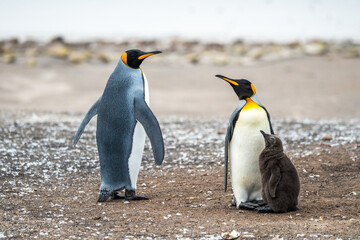 Fototapeta premium King penguin with baby chick