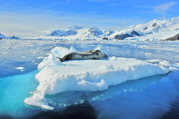 A predatory seal called a leopard seal resting on an ice floe in Antarctica