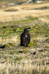 crow on the grass