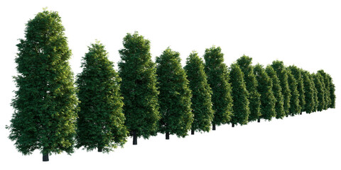 Thuja occidentalis row perspective set Smaragd evergreen emerald green American Arbovitae bush shrub isolated png on a transparent background perfectly cutout  - obrazy, fototapety, plakaty