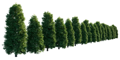 Deurstickers Thuja occidentalis row perspective set Smaragd evergreen emerald green American Arbovitae bush shrub isolated png on a transparent background perfectly cutout  © Roman
