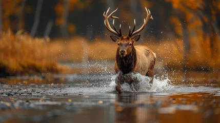 Fotobehang A graceful deer darts through a serene body of water, creating ripples under the soft light © Umar