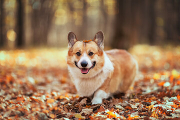 sweetheart Corgi dog walks in an autumn park with fallen golden leaves