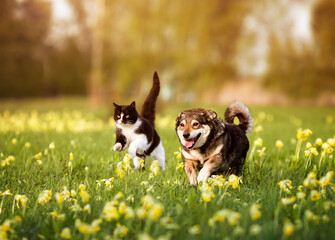 cute furry friends dog and cat running together through a green meadow on a sunny spring day - obrazy, fototapety, plakaty
