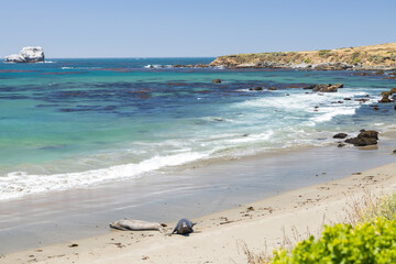 Elephant seals laying on a sand beach