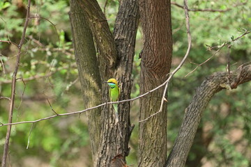  Bee Eater flying and having look around for bees