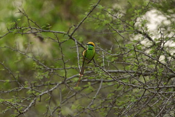 Bee Eater flying and having look around for bees