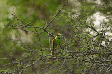 Bee Eater flying and having look around for bees