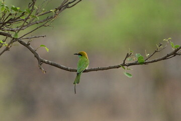 Bee Eater flying and having look around for bees