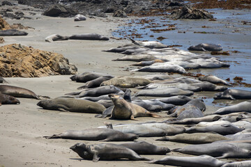 Elephant seals laying on a sand beach
