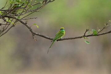 Bee Eater flying and having look around for bees