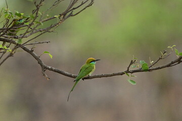 Bee Eater flying and having look around for bees