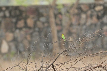 Bee Eater flying and having look around for bees