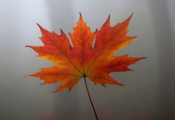 Naklejka na ściany i meble dark and mysterious Vibrant maple leaf with serrat (5) 1