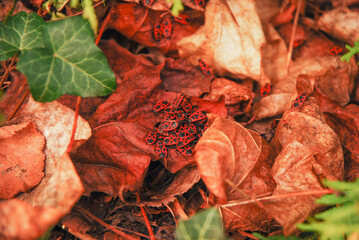 Group of firebugs on dry leaves. Lots of Pyrrhocoris apterus insects.