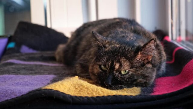 Shorthair tortoiseshell color cat woke up and looks out the window lying on a wool blanket. Pet shakes his ears listening to surrounding sounds. Self-preservation instinct. Animal reaction. Wild view