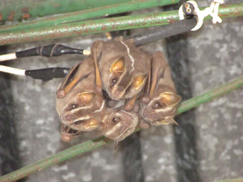 Four small fruit bats Artibeus lituratus, perched on the roof of a house