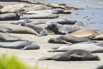 Elephant seals laying on a sand beach
