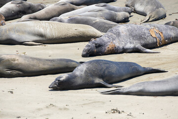 Elephant seals laying on a sand beach
