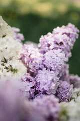 Lilac blooms in purple, white, and blue colors. Detailed shooting of flowers, background. Outdoor