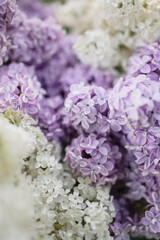 Lilac blooms in purple, white, and blue colors. Detailed shooting of flowers, background. Outdoor