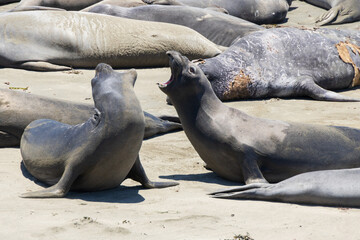 Elephant seals roaring on a sand beach