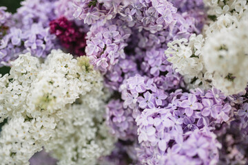Fototapeta premium Lilac blooms in purple, white, and blue colors. Detailed shooting of flowers, background. Outdoor