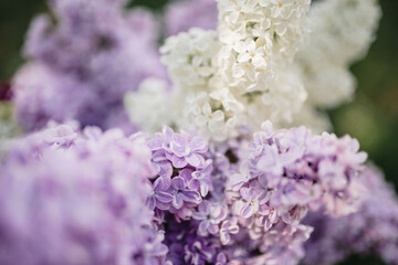 Obraz premium Lilac blooms in purple, white, and blue colors. Detailed shooting of flowers, background. Outdoor