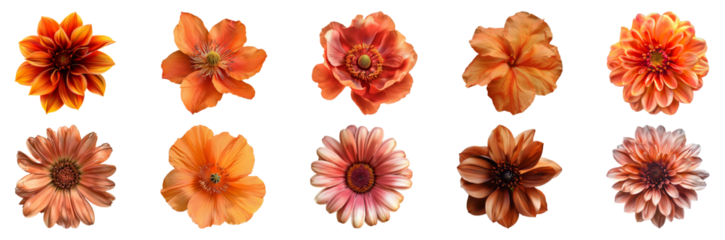 Orange and red blooms collection cut out on transparent background