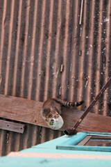 Gato sentado en un tejado mirando hacia arriba 