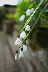 White, delicate, summer snowflake flowers hanging down in a garden. - 772552596