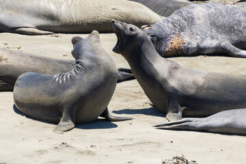Elephant seals roaring on a sand beach
