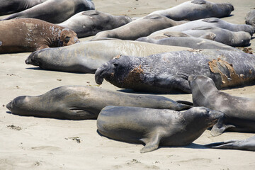 Elephant seals laying on a sand beach
