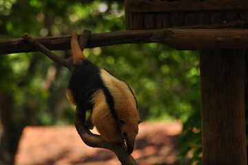 A small anteater climbing down a branch in the zoo