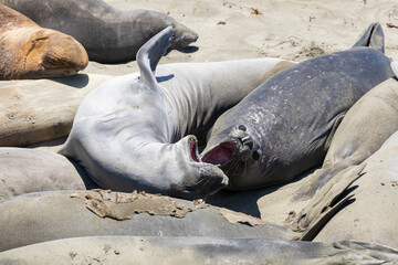 Elephant seals roaring on a sand beach
