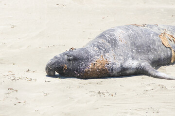 Elephant seal laying on a sand beach