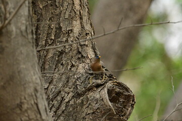 Brahminy myna or brahminy starling, Bhondsi, Gurgaon.